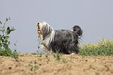 BEARDED COLLIE 170